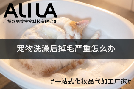 宠物洗澡后掉毛严重怎么办：广州欧丽莱生物科技有限公司行业视角解析原因与实用改善方案